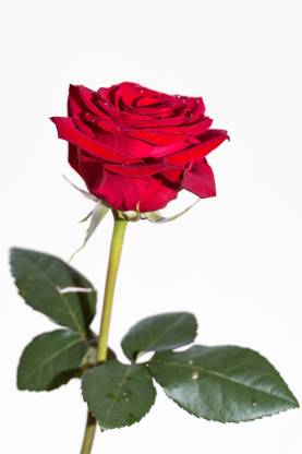 Red Rose